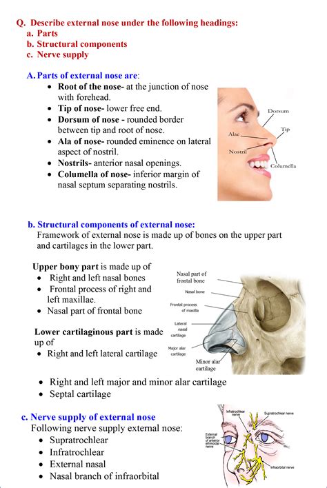 鼻子|Nose: Anatomy, Function & Related Conditions